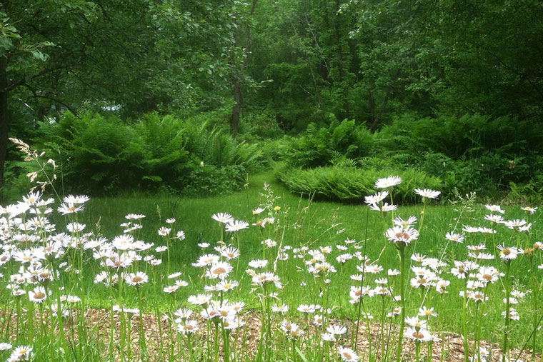 Contemporary Cottage Garden